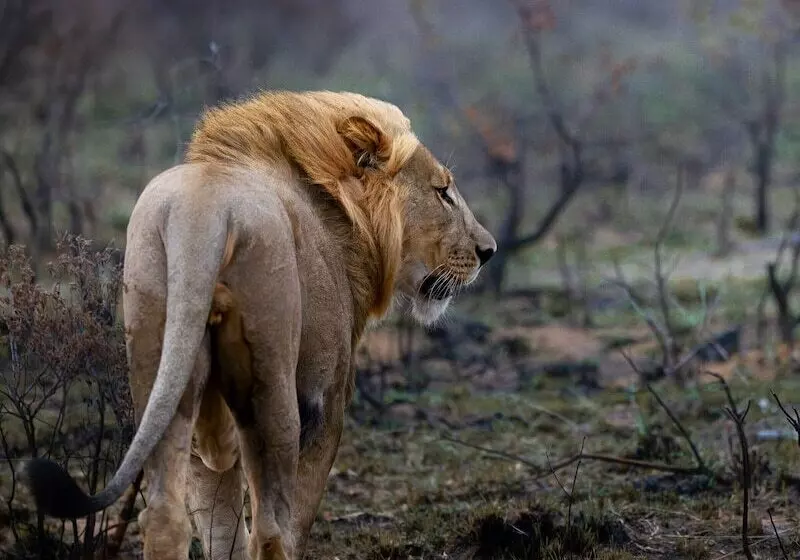 ホテル Sediba Luxury Safari Lodge