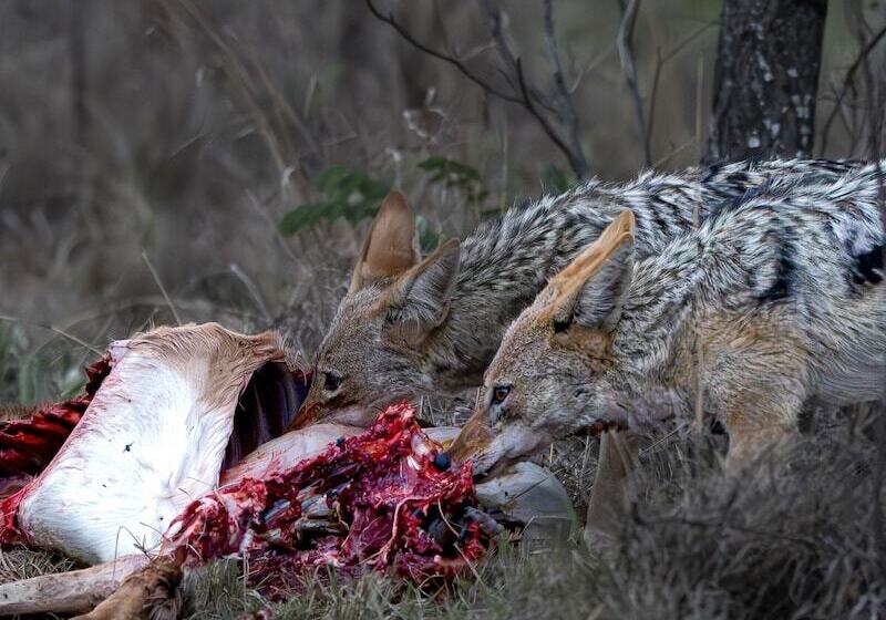 酒店 Sediba Luxury Safari Lodge