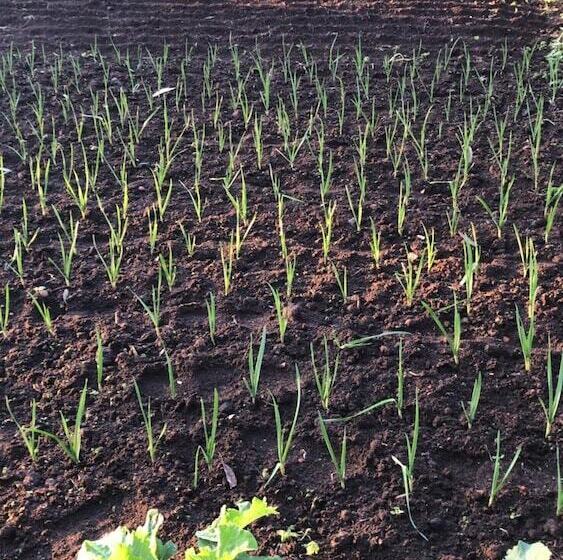 Hotel wiejski Make It Happen Farm