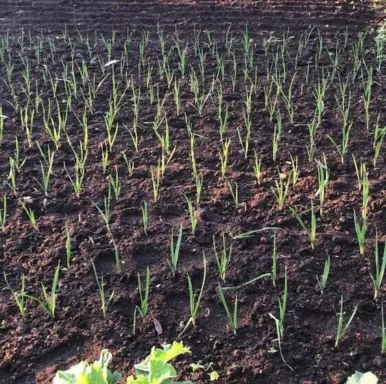 田舎風ホテル Make It Happen Farm