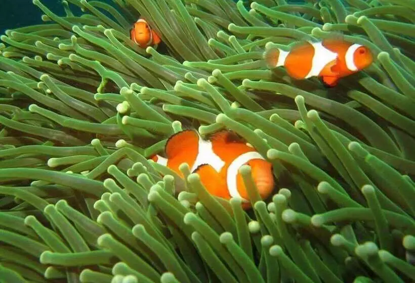 هتل Bentrina Diving Resort
