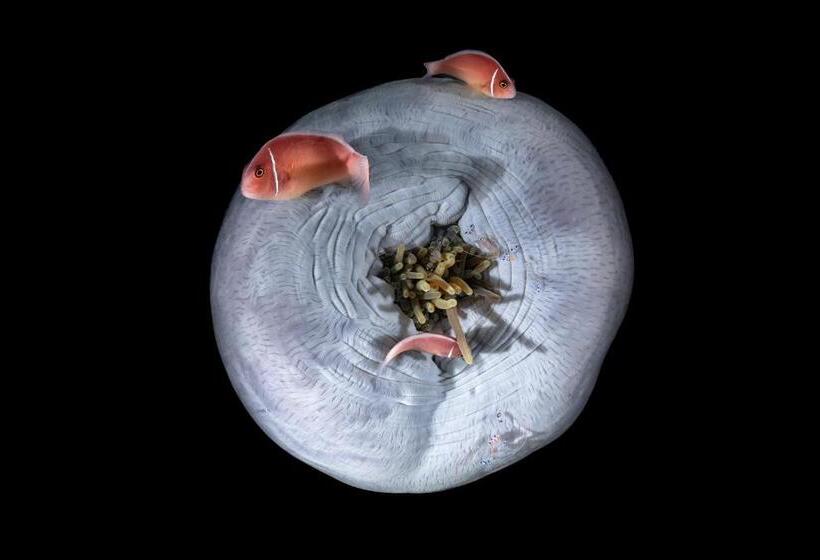 Hotel Emoha Dive Resort