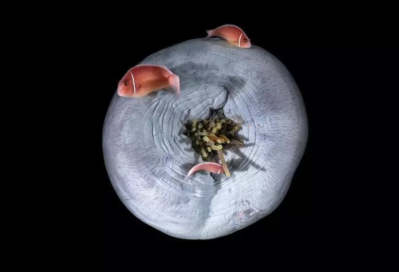 ホテル Emoha Dive Resort