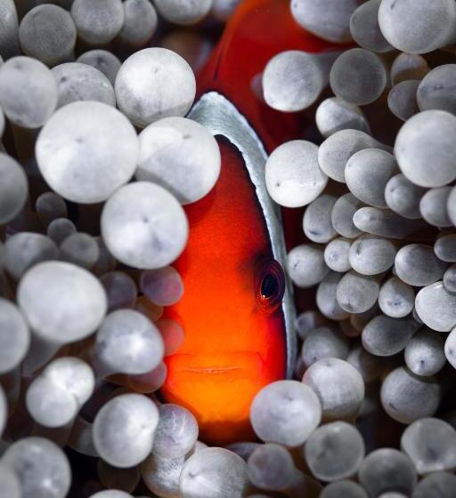 Hotel Emoha Dive Resort