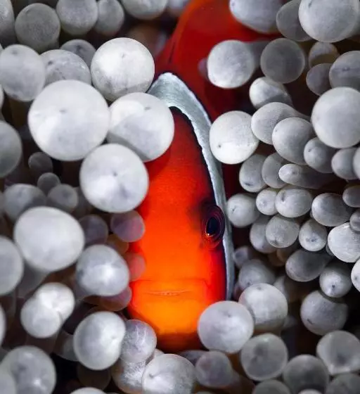 ホテル Emoha Dive Resort