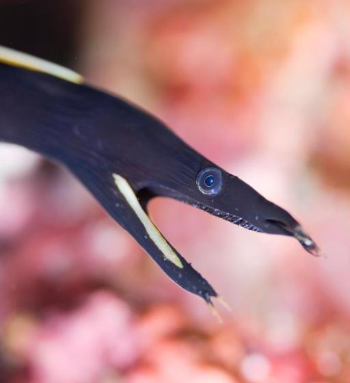 Hotel Emoha Dive Resort