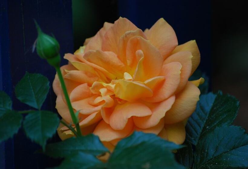 펜션 Altes Pastorat Langenhorn