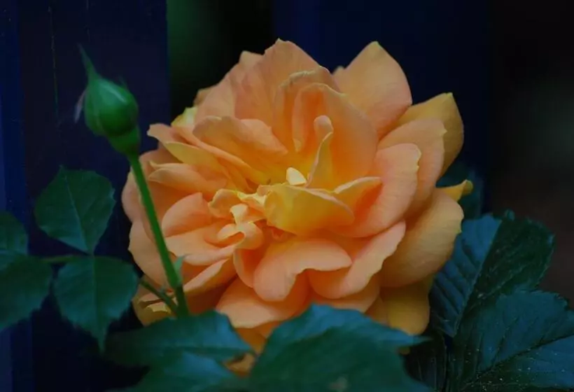 ペンション Altes Pastorat Langenhorn