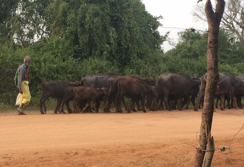 Hotel Wilderness Camping Yala