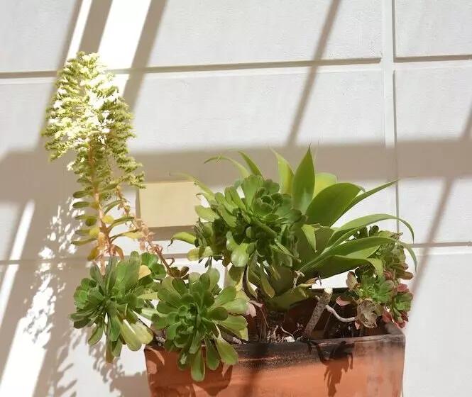 Hi Tavira Pousada Juventude   Hostel