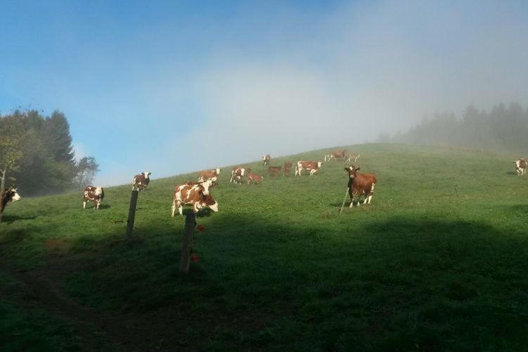 בית מלון כפרי Rommelehof