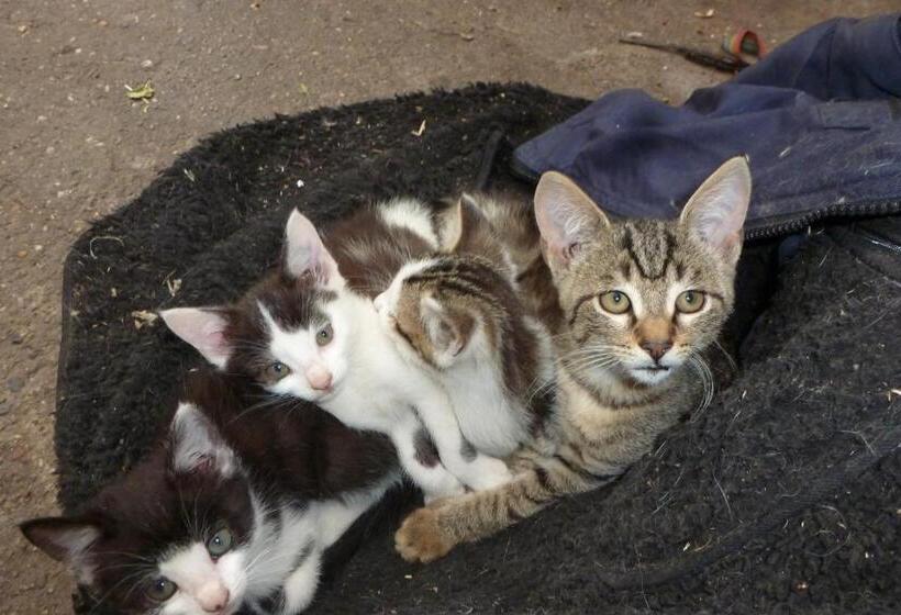 בית מלון כפרי Rommelehof