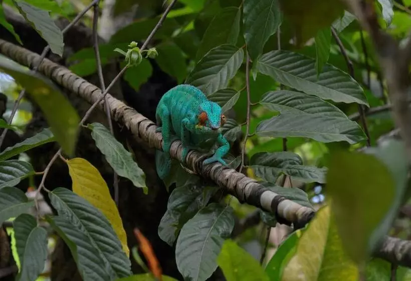 تختخواب و صبحانه Sambatra