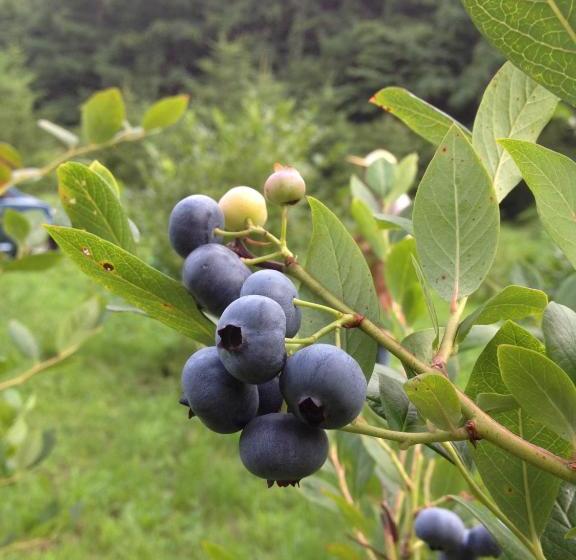 ריוקאן Japanesestyle Pension Hoshikawa