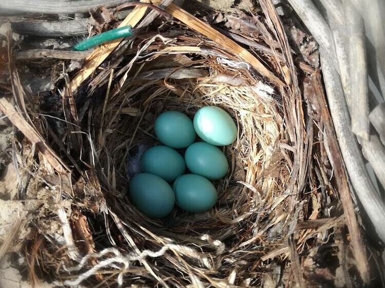 مبيت وإفطار Cascina Luvot