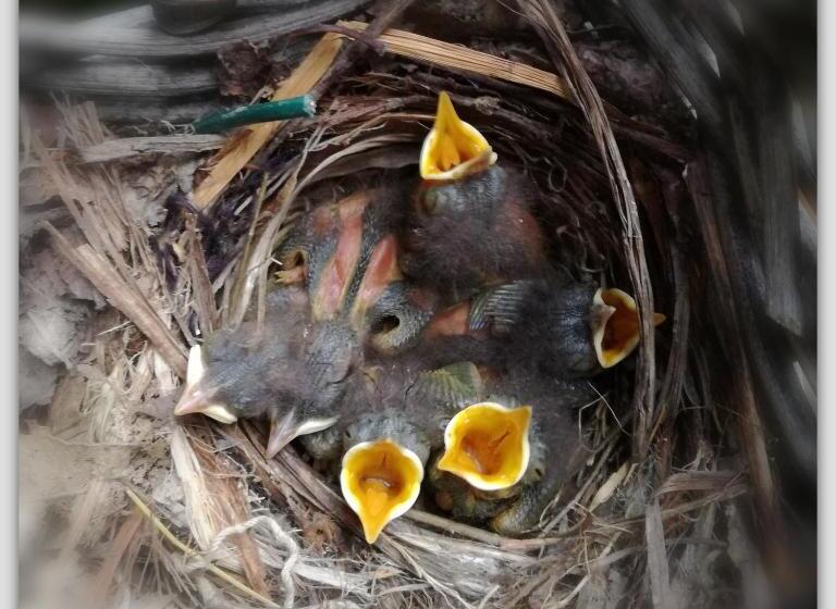 مبيت وإفطار Cascina Luvot