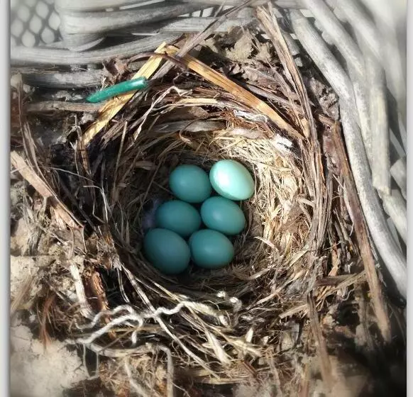 Aamiaismajoitus (B&B) Cascina Luvot