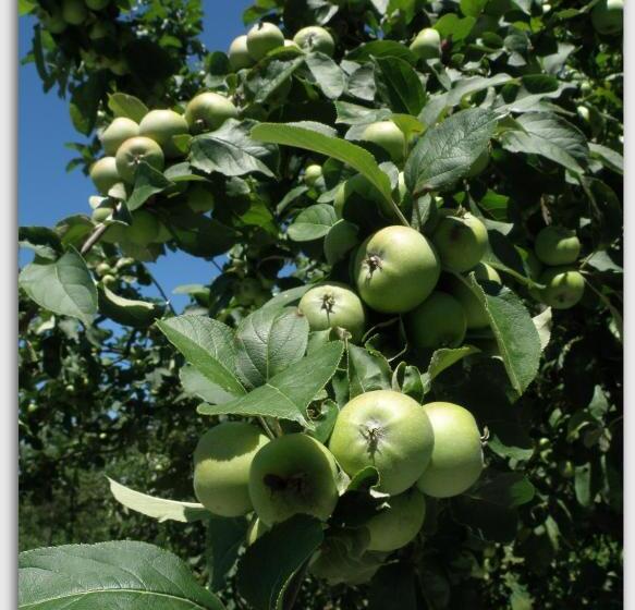 مبيت وإفطار Cascina Luvot