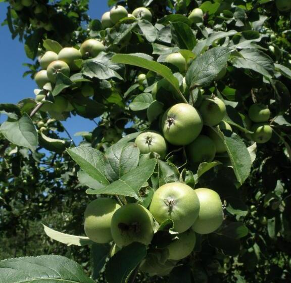 مبيت وإفطار Cascina Luvot