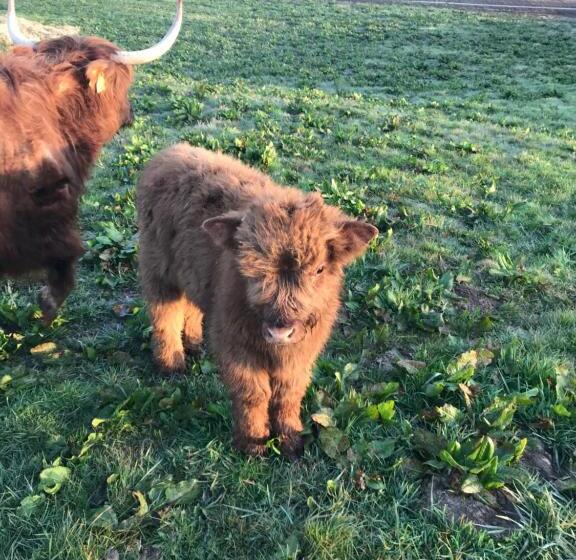 פנסיון Bremsmaj Farm Holiday