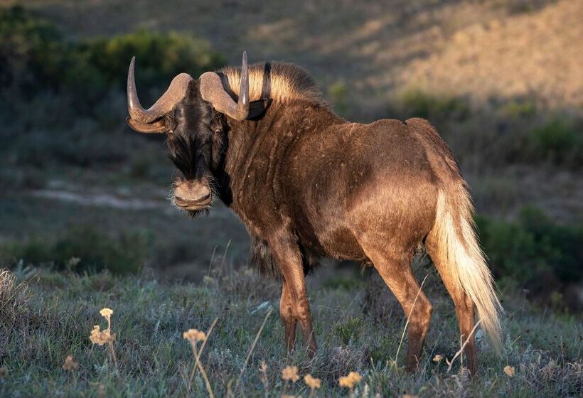 فندق Shamwari Sarili