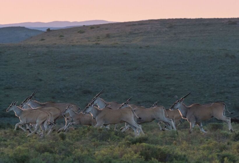 فندق Shamwari Sarili