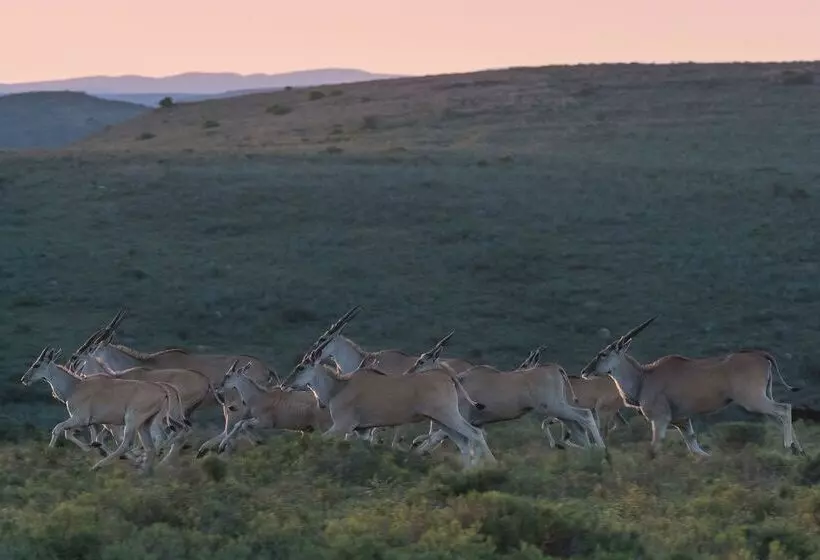 هتل Shamwari Sarili