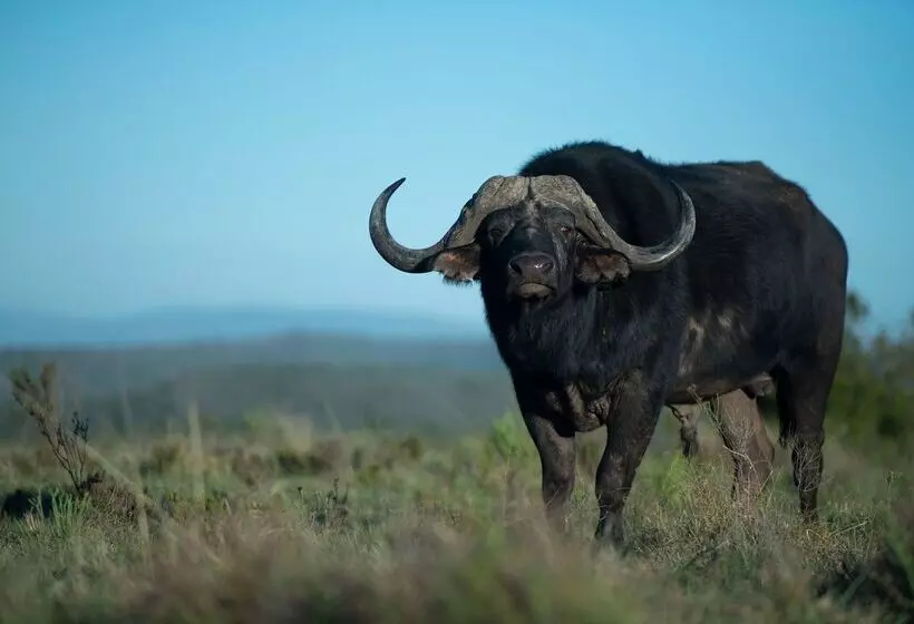 هتل Shamwari Sarili