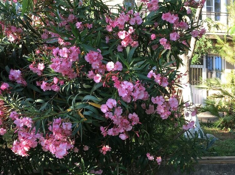 פנסיון Villa Acacia