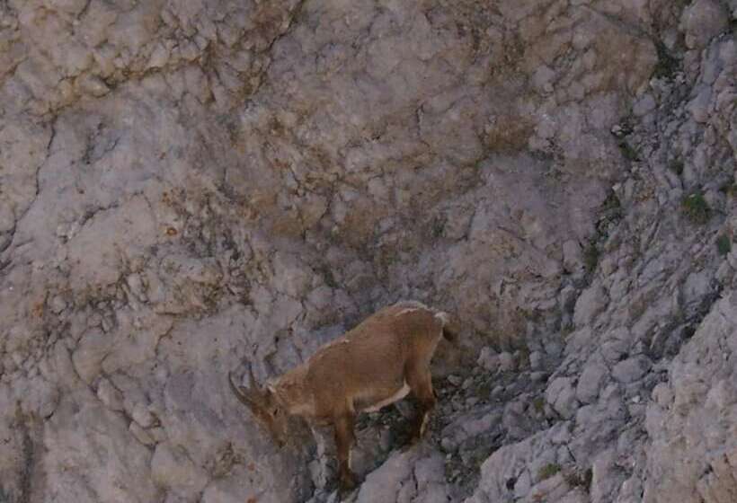 هتل Albergo Genzianella