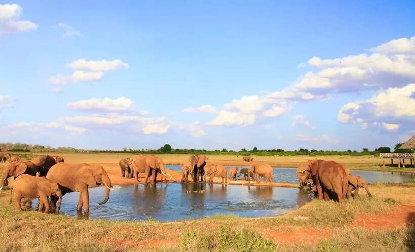 هتل Voi Wildlife Lodge