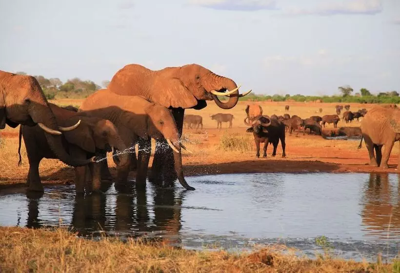 هتل Voi Wildlife Lodge