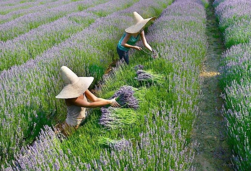 Briars Loft   Daylesford