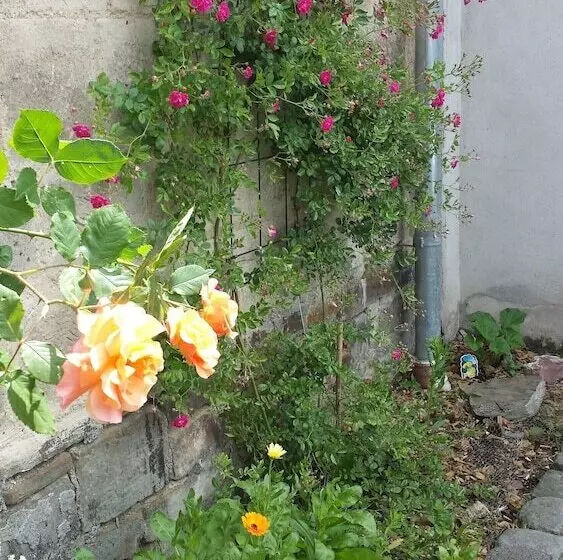 Aamiaismajoitus (B&B) Marcos Heuboden