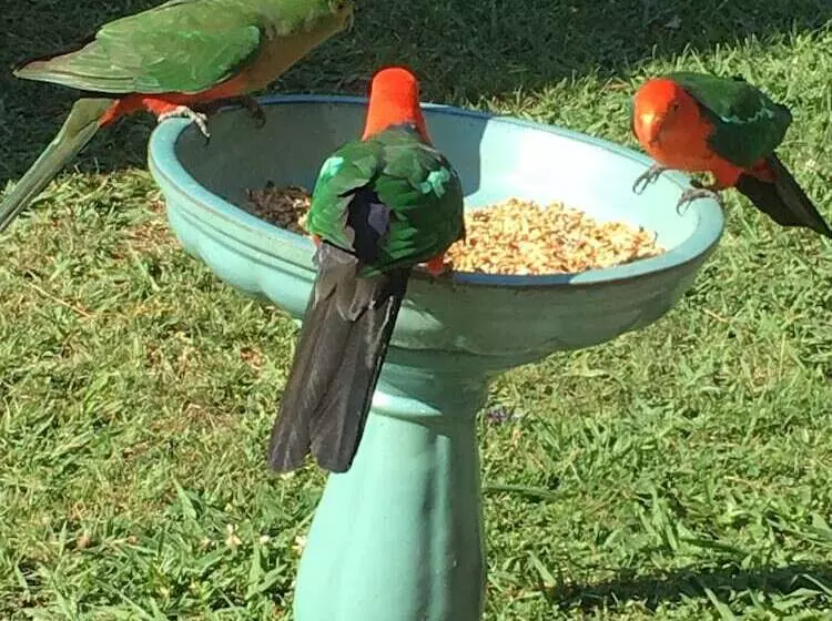 The Best Exotic Magnolia Cottage