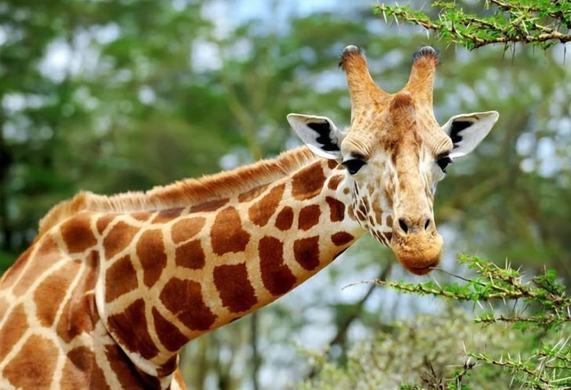 ホテル Zenzele River Lodge