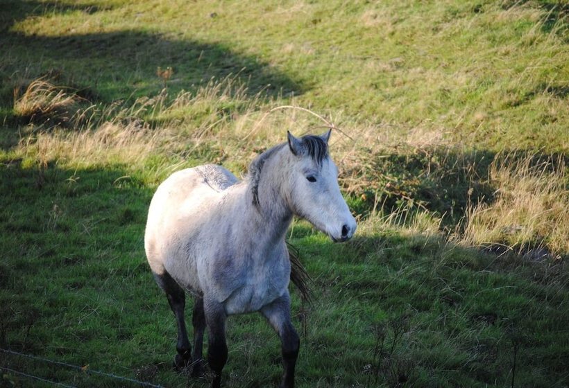호텔 Castle Murray House Boutique B&b