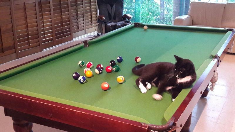 酒店 Whitsundays Rainforest Retreat