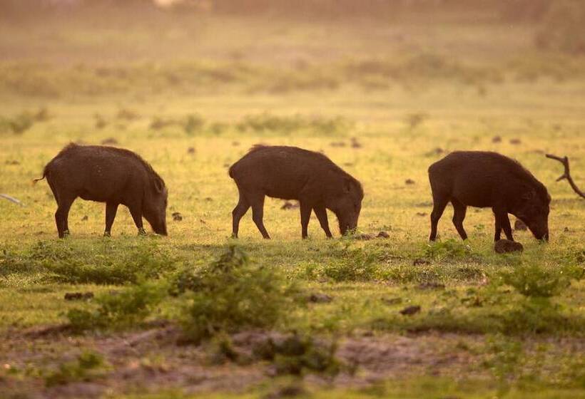 Отель Yala Caravan Village