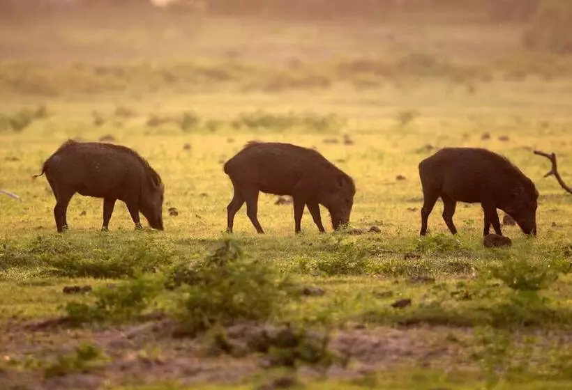 Hotelli Yala Caravan Village