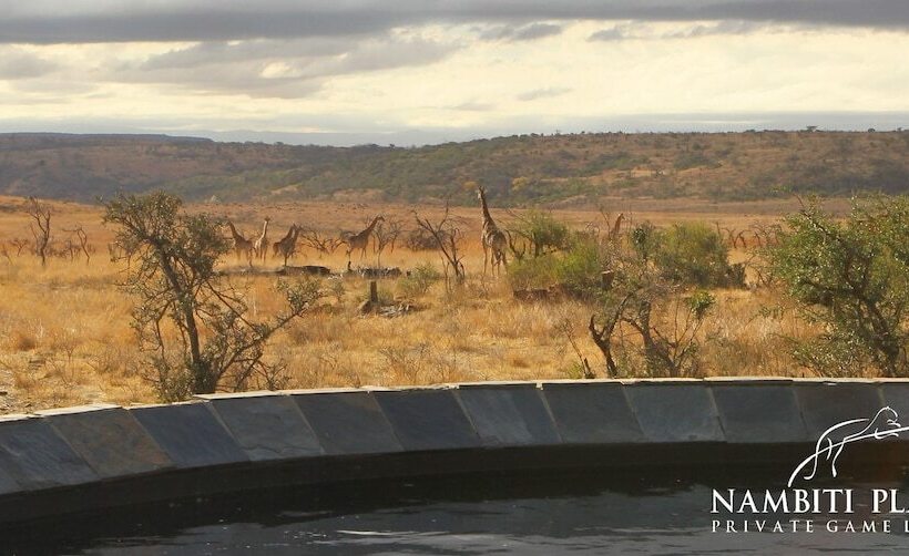 ホテル Nambiti Plains Private Game Lodge