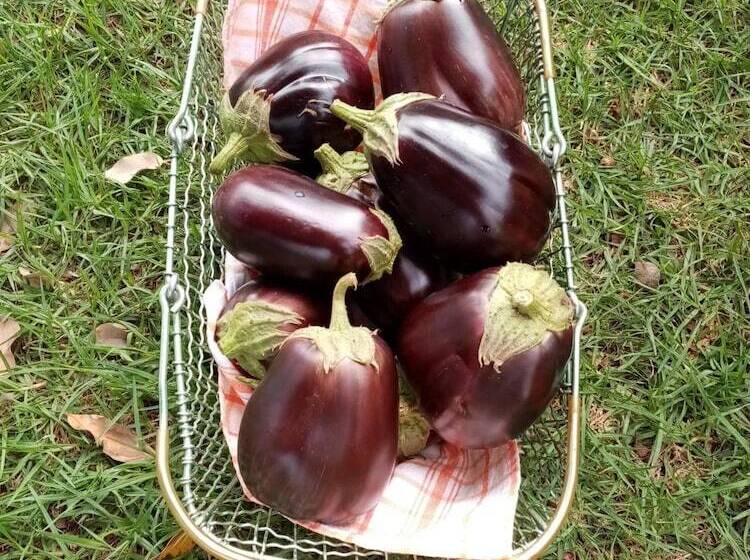 הוסטל Lighthouse Farm Backpackers Lodge