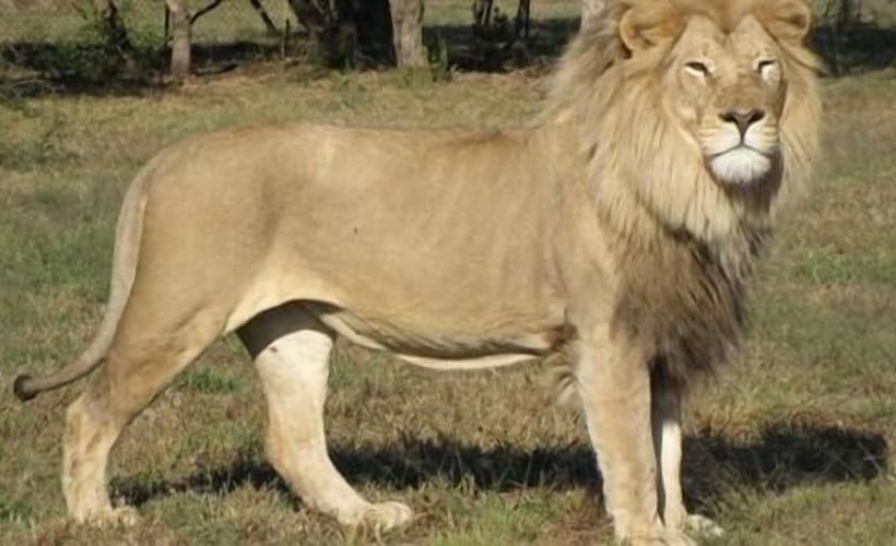 בית מלון כפרי Ukutula Lodge & Game Reserve