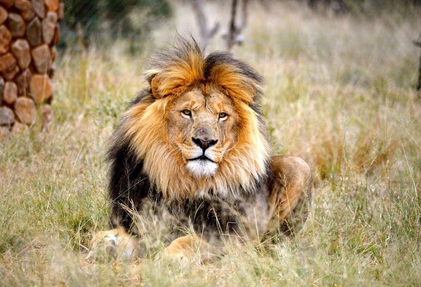 בית מלון כפרי Ukutula Lodge & Game Reserve