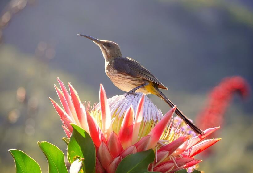 Hout Bay Beach Cottage