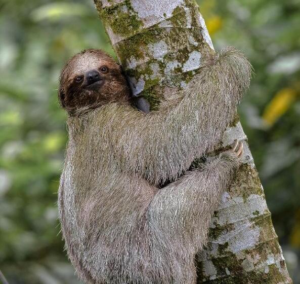 فندق Arenal Monara