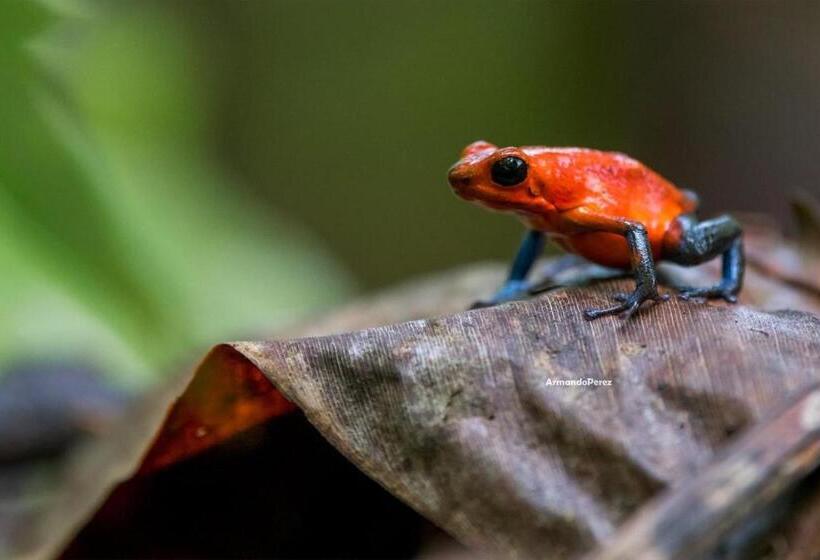 فندق Arenal Monara