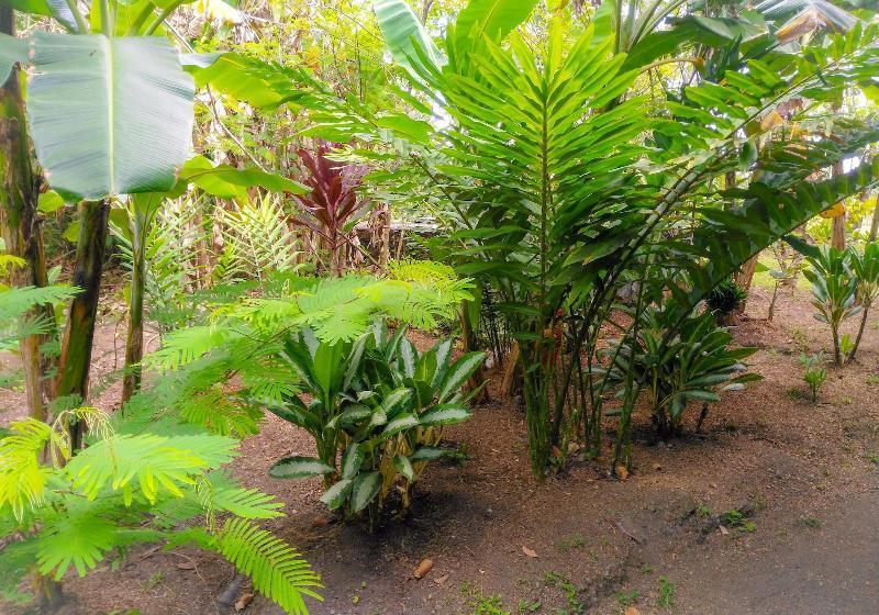 فندق Arenal Monara