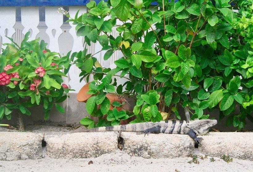 בית מלון כפרי San Pedro Holiday