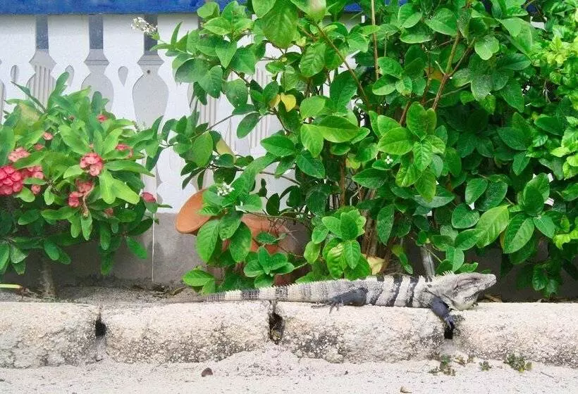 هتل San Pedro Holiday